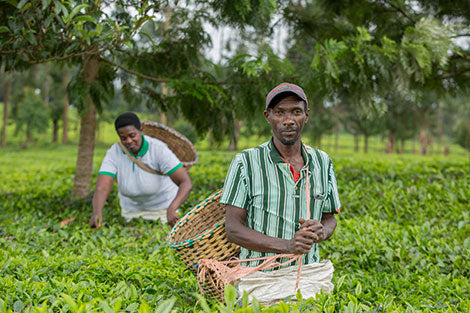 Joseph's Inspiring Journey: From Security Guard to Agripreneur in the Tea Industry