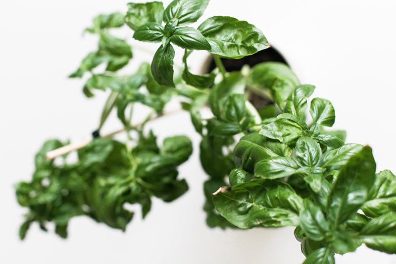 10 Health Benefits of Basil You Have to Know The Zola Collective